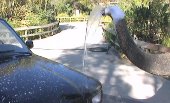 Ελέφαντας πλένει… αυτοκίνητα