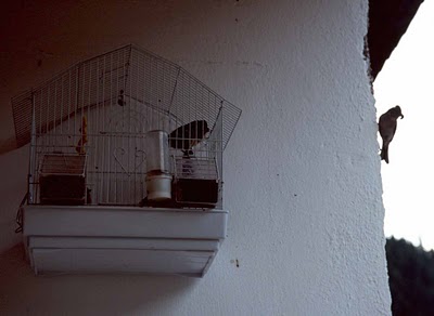 Αντί για καναρίνι…φίδι