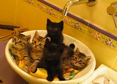 Τα συγχρονισμένα… γατάκια