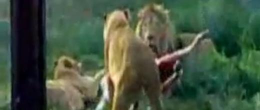 ΣΟΚ-ταϊζουν με ζωντανά γαϊδούρια τα λιοντάρια