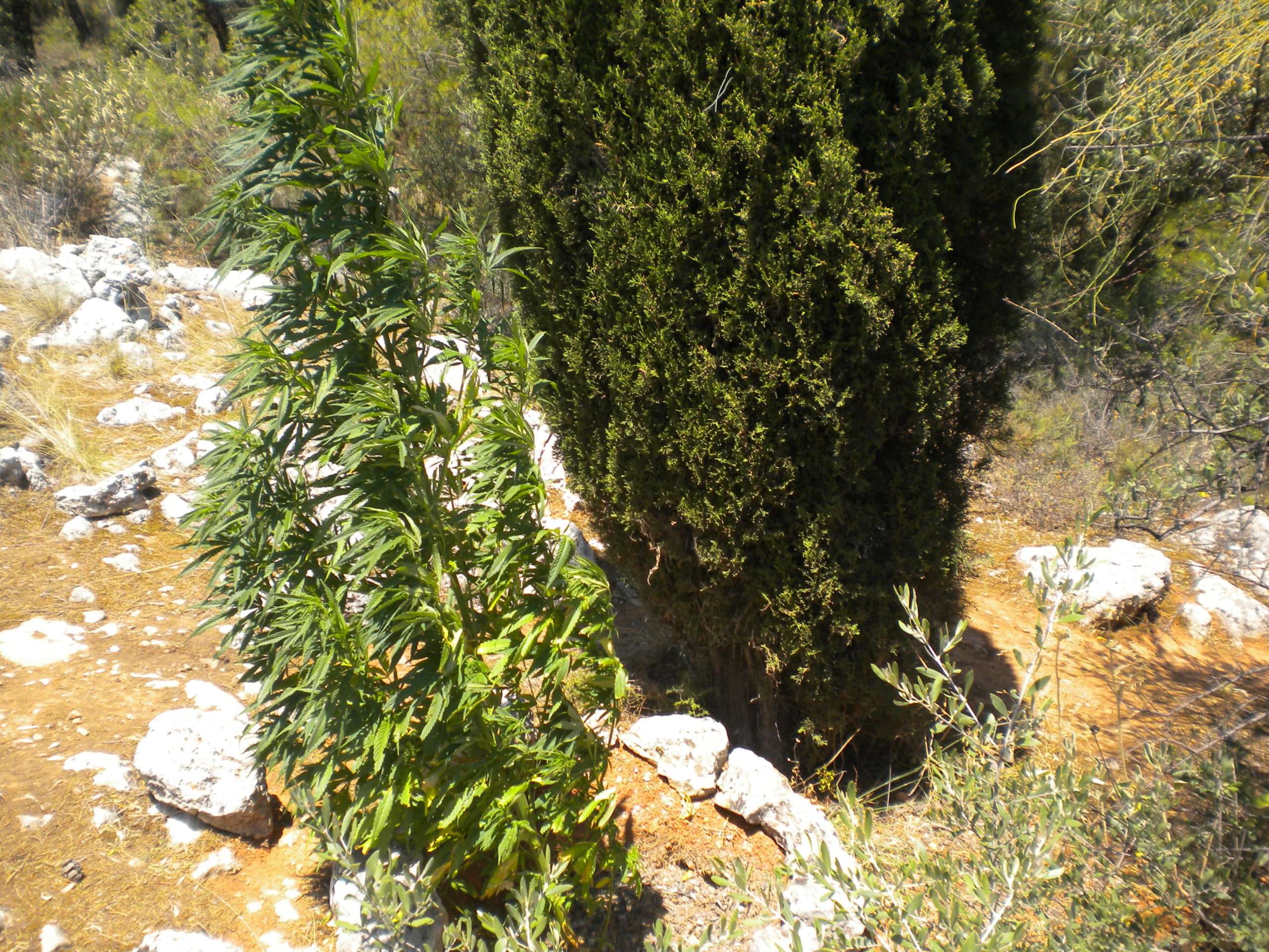Φυτεία στο άλσος Φιλοθέης…