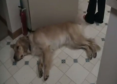 Η κούραση “σκοτώνει” τον αφέντη