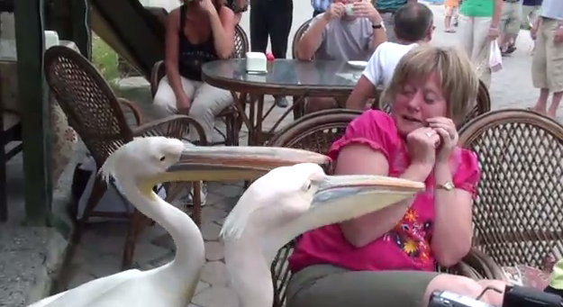 Καφές με… πελεκάνους