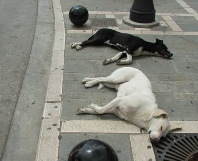 Αστυνομικός πυροβολεί τα αδέσποτα;