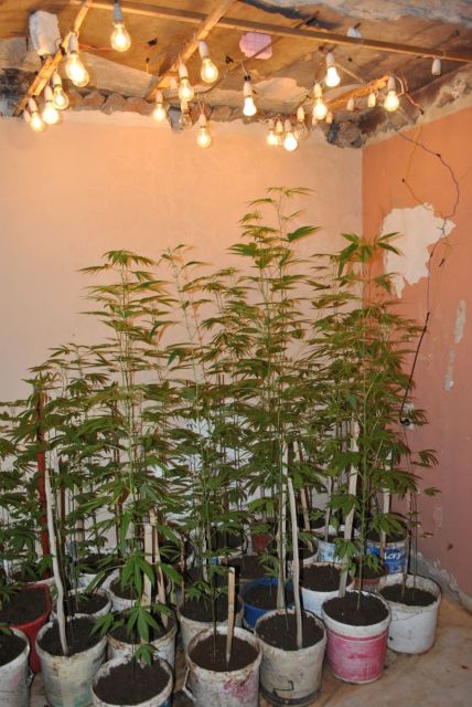 “Καλλιεργούσε” στο μπαλκόνι