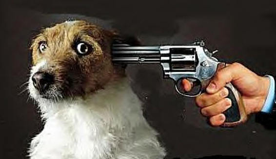 Σκότωσε το σκύλο του με καραμπίνα