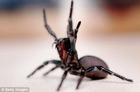 Αράχνες που σκοτώνουν