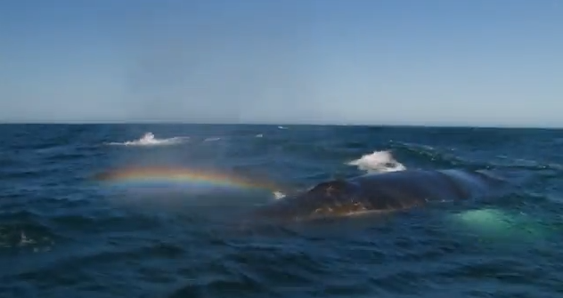 Η φάλαινα και το ουράνιο τόξο