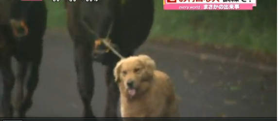 Πιστός σύντροφος & πολύτιμος συνεργάτης