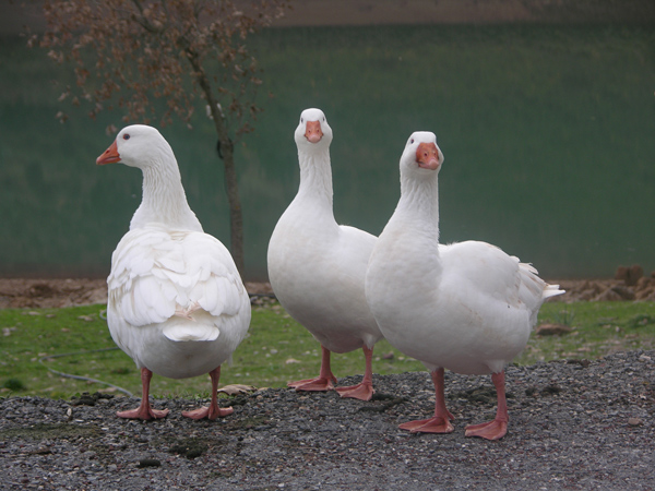 Γλίτωσαν την… κατσαρόλα!