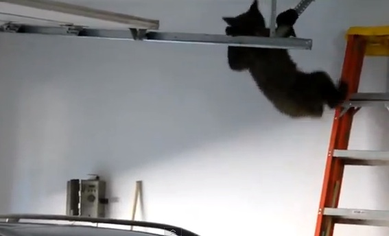 Οι αρκούδες και το γκαράζ