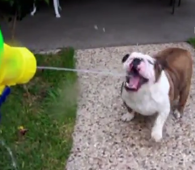 Το μπουλντόγκ και το νεροπίστολο!