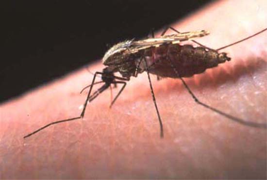 Κρούσματα ελονοσίας
