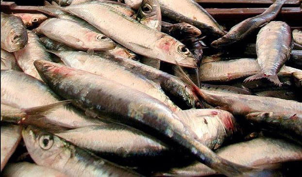 Τους “έπνιξαν” οι σαρδέλες