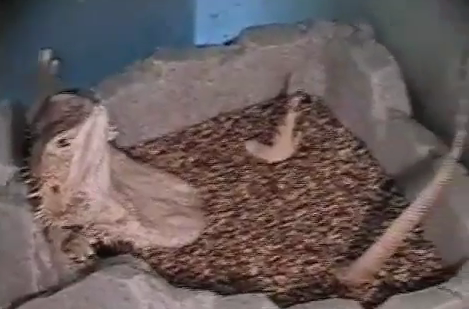 Σπα για χαμαιλέοντες