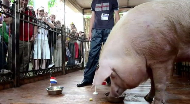 Άρχισε τις προβλέψεις το γουρούνι