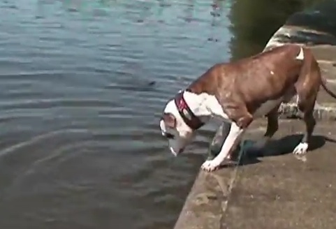 Το άτυχο μπουλντόγκ