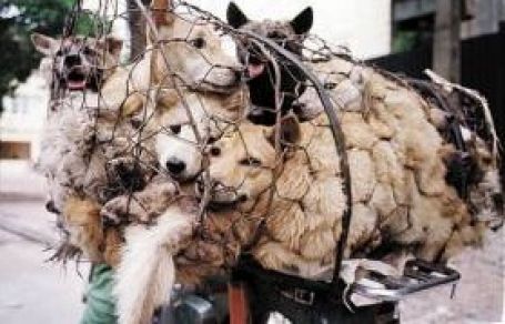 «Σκοτώνουν τα ζώα για να τα φάνε»