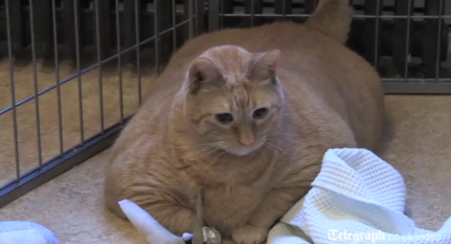 Ο πιο χοντρός γάτος του κόσμου