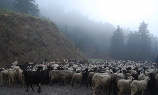 Πήραν τον βοσκό και το κοπάδι…