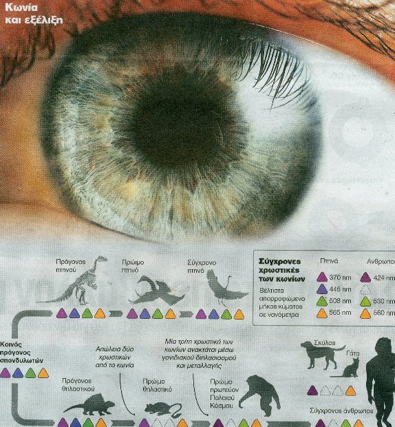 Η γυναίκα με τη σούπερ όραση