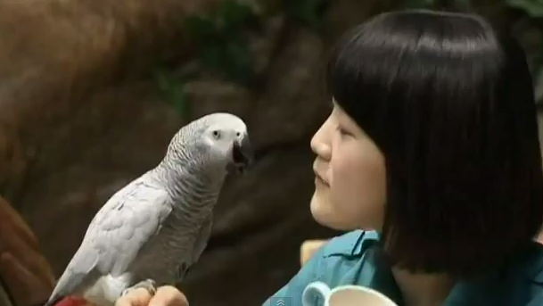 Ο… παπαγάτος