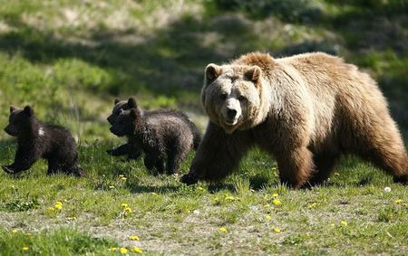 Σκοτώθηκαν 2 αδέρφια αρκουδάκια