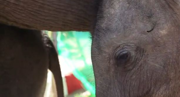 Αφανίζονται οι ελέφαντες