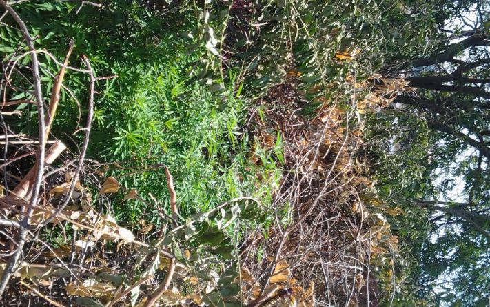 Αγρότης… κάνναβης