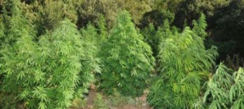 Δάσος κάνναβης στην Καρδίτσα