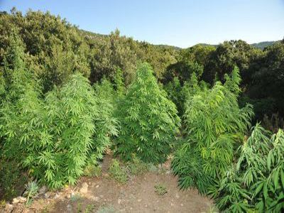 Καλλιεργούσε χασίς στην Καλαμάτα