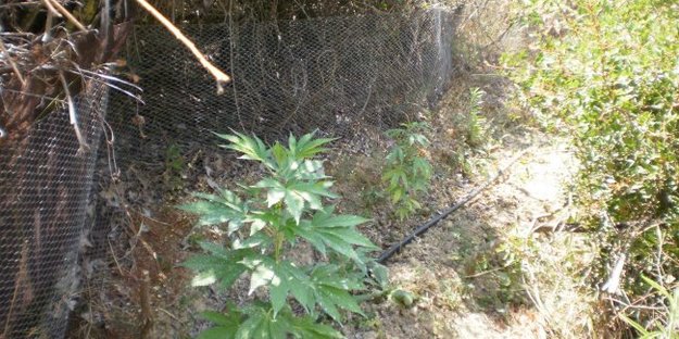 Καλλιεργούσε 120 δενδρύλια χασίς