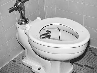 Φίδι σε λεκάνη τουαλέτας!