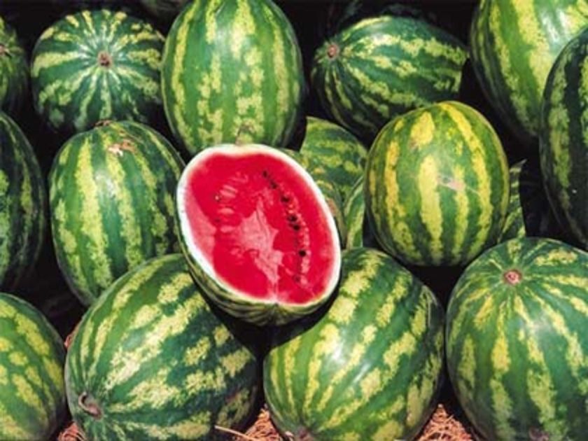 «Σήκωσαν» καρπούζια…