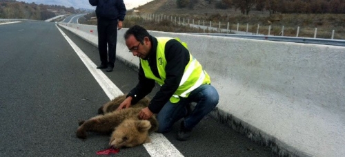 Νεκρά αρκουδάκια στην Εγνατία