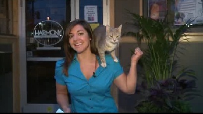 Γάτα σε ρόλο…ρεπόρτερ