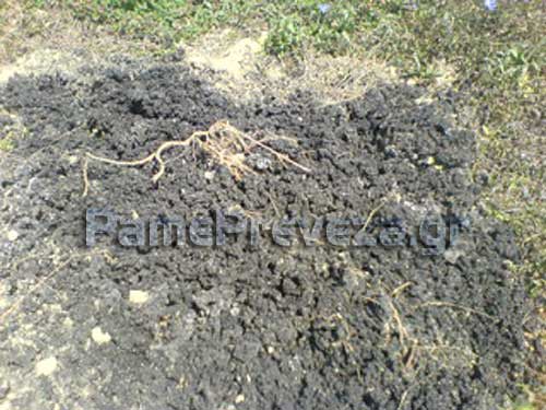 Λυματολάσπη σε αγροτική έκταση