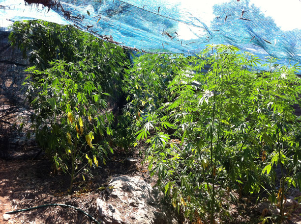 Εντόπισαν 40 δενδρύλλια κάνναβης