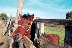 Άλογο ποδοπάτησε επτάχρονο