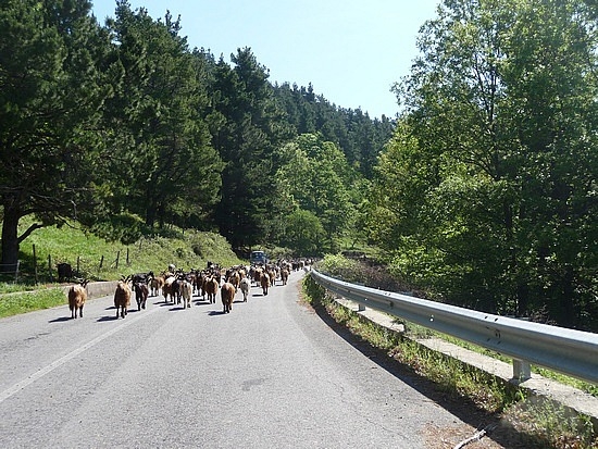 Κατάβαση…κατσικόδρομου!