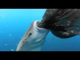 Απίστευτος καρχαρίας “κλέφτης”