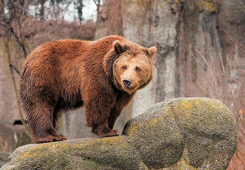 Προστατεύοντας τις αρκούδες