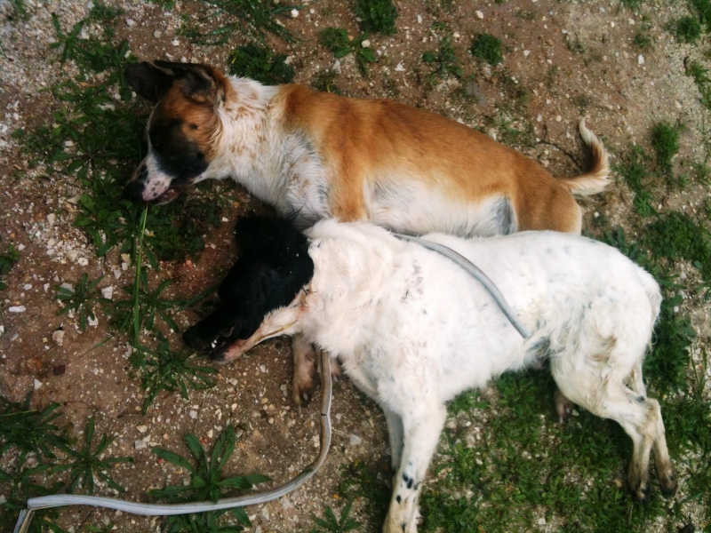 Σοκ από εξόντωση 30 σκύλων