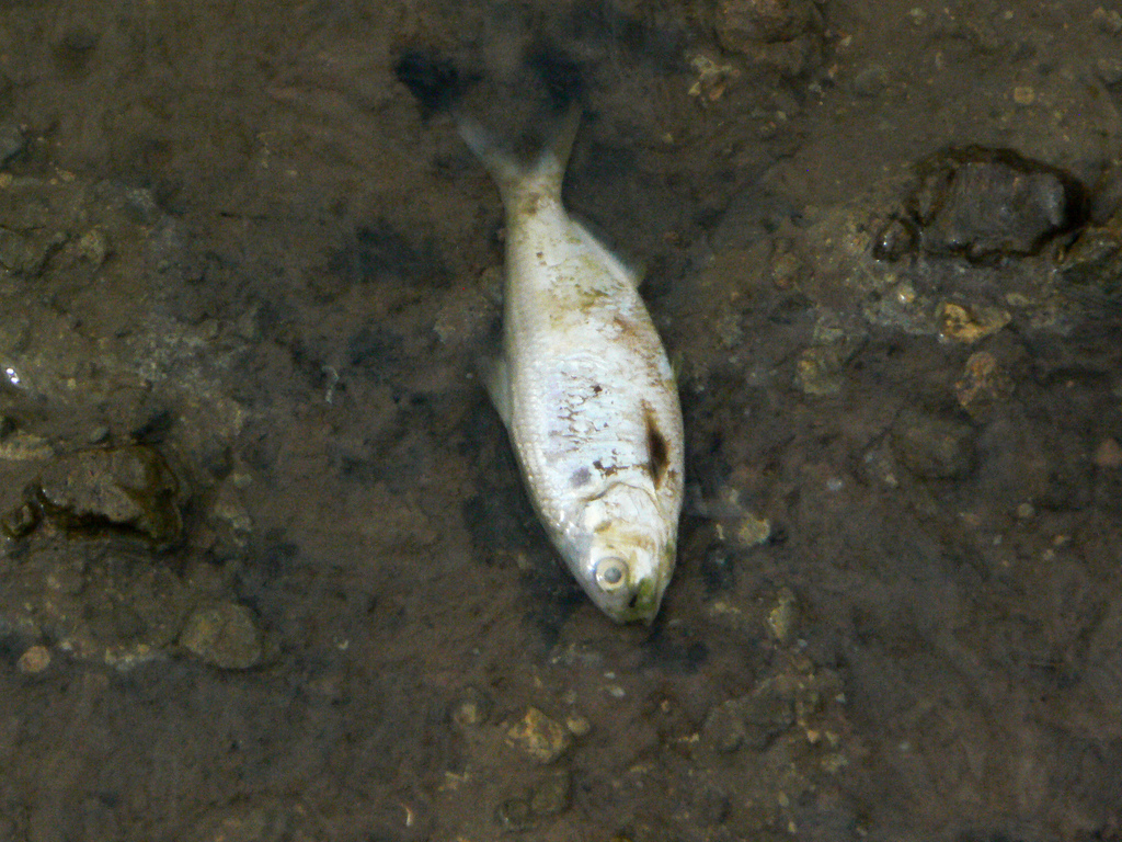 Νεκρά ψάρια στην Κάρλα