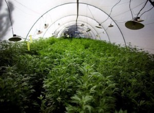 Χαιρόταν τον ίσκιο τους