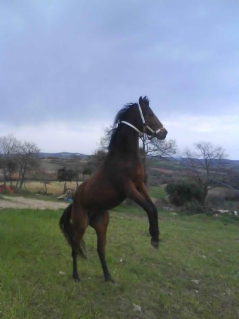 Το άλογο τον καταδίκασε