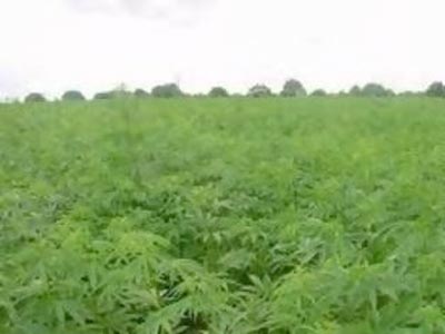 Φυτεία με 2.500 δένδρα κάνναβης