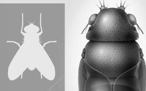 Ανακαλύφθηκε η μικρότερη μύγα!