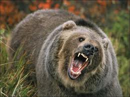 Αρκούδα επιτέθηκε σε τουρίστες