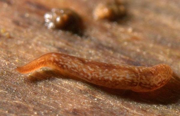 Βρήκαν σκουλήκι με 60 μάτια!